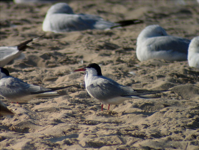 Common Tern