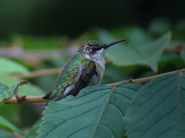 Ruby-throated Hummingbird