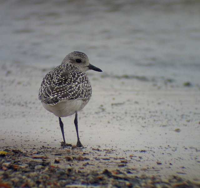 Black-bellied Plover