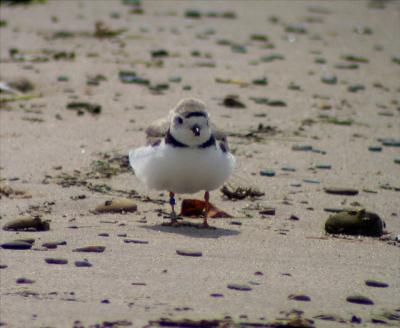 Piping Plover, Berrien County, MI