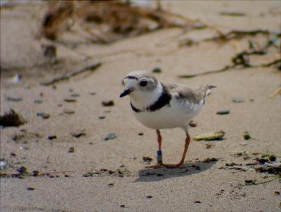 Piping Plover, Berrien County, MI