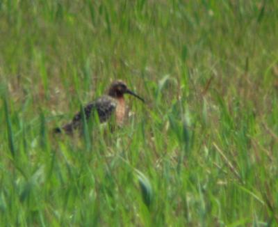 Curlew Sandpiper, Ionia County, MI