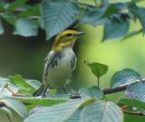 Black-throated Green Warbler