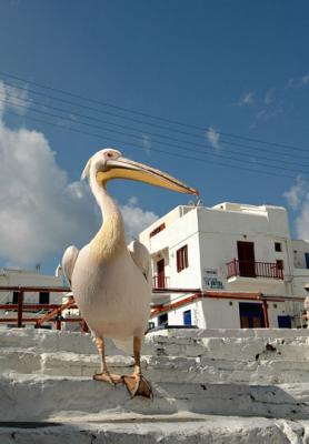 Pelican, the pet of the islanders