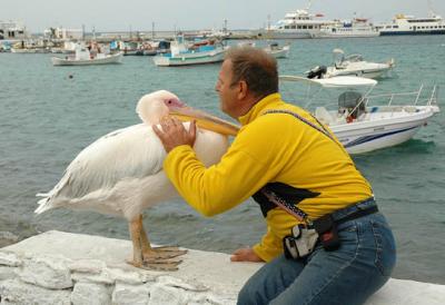 Pelican and its care taker