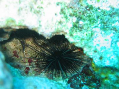 Long-spined Sea Urchin