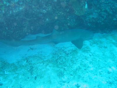 Nurse Shark