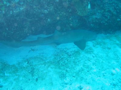 Nurse Shark