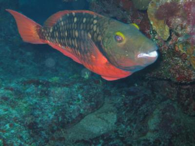 Stoplight Parrotfish