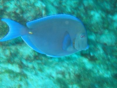 Blue Tang