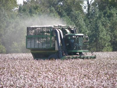 Cotton Harvest