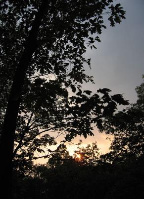 treeset.jpg
