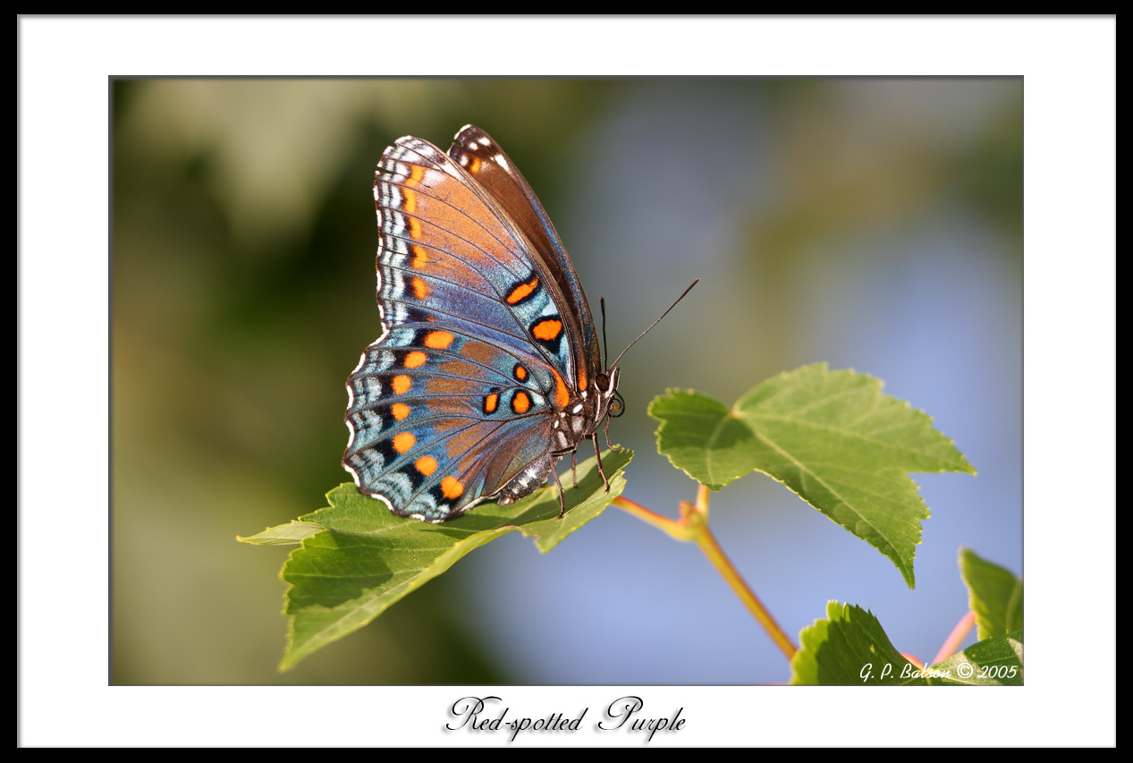 Red-spotted Purple