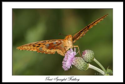 Great Spangled Fritillary