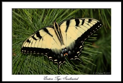 Eastern Tiger Swallowtail