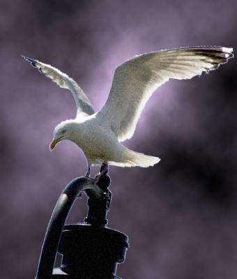 Photo Art