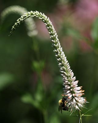 Michigan Wildflower