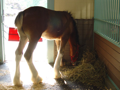 Clydesdale foal, 5 mos old, 15 hands!