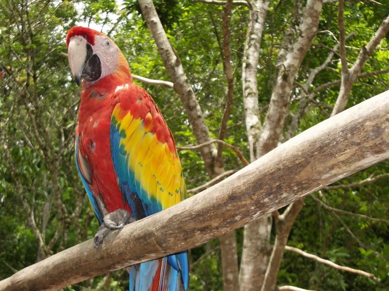 Papagayo in Honduras.JPG