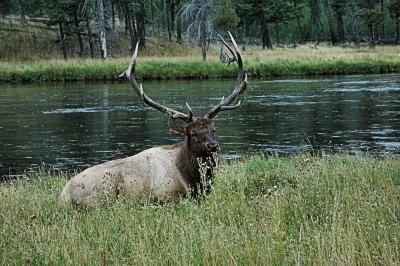 Yellowstone 1 072.jpg