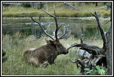 Yellowstone 2 059.jpg