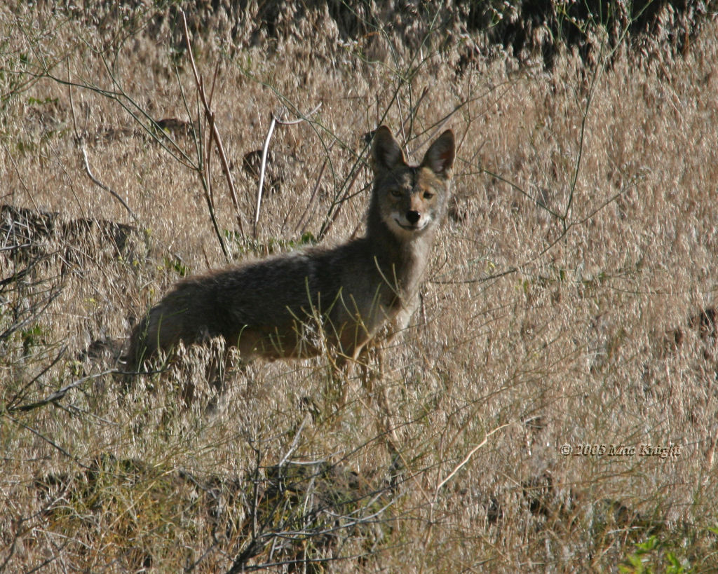 coyote Oak Creek-1