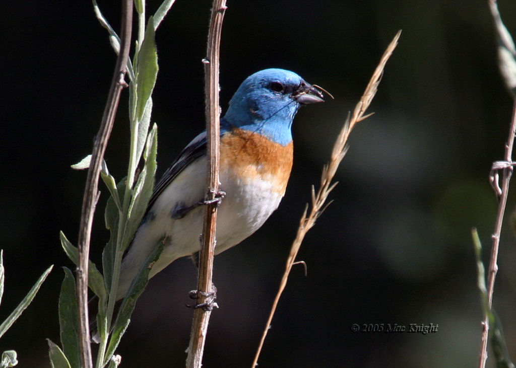 lazuli bunting Oak Creek-5