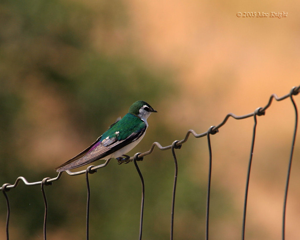 violet green swallow-2
