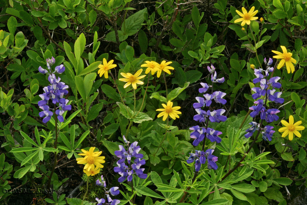 mixed flowers