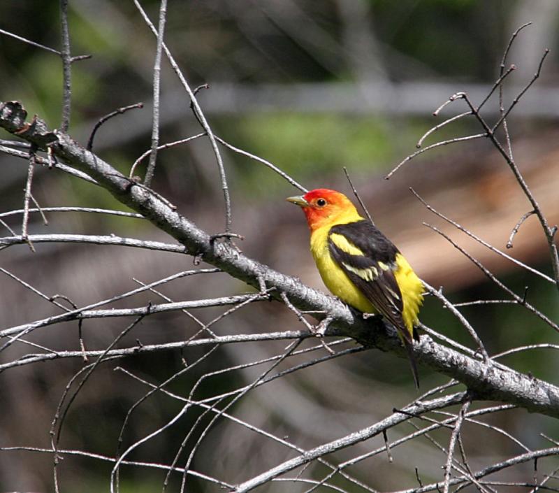 western tanager-1