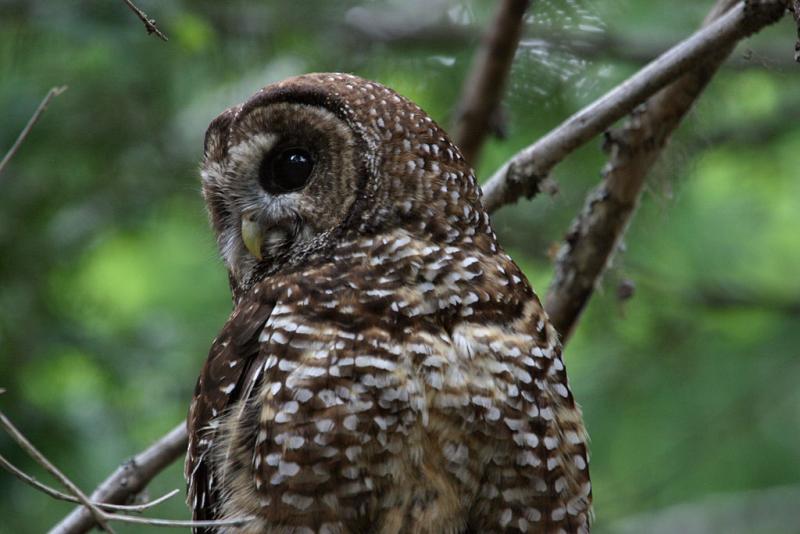 spotted owl headshot