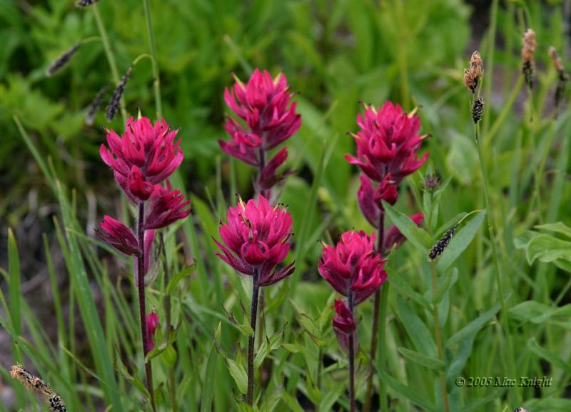 magenta paintbrush