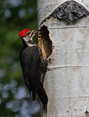 male pileated woodpecker at nest-1