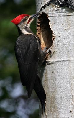 male pileated woodpecker at nest-3