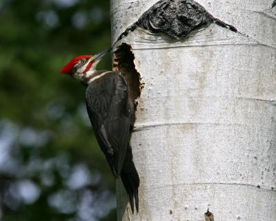 male pileated woodpecker at nest