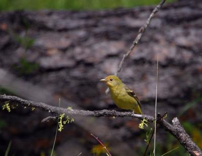 female western tanager