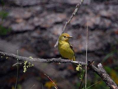 female western tanager-1