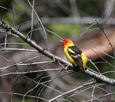 western tanager-1