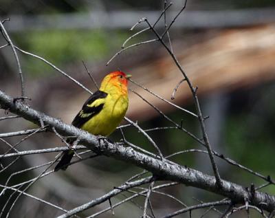 western tanager-2