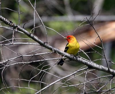 western tanager-3