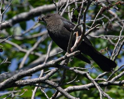 Brewer's blackbird female