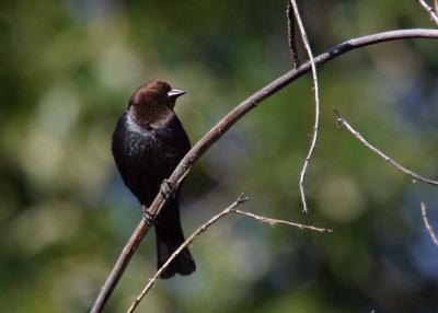 brown-headed cowbird