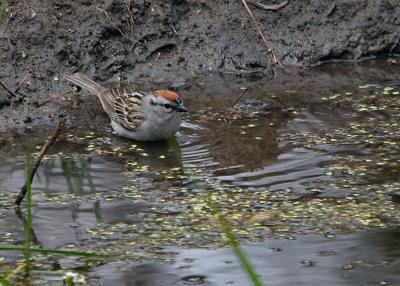 chipping sparrow bathing