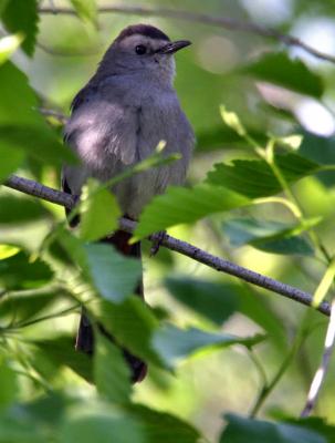 grey catbird Green Ranch