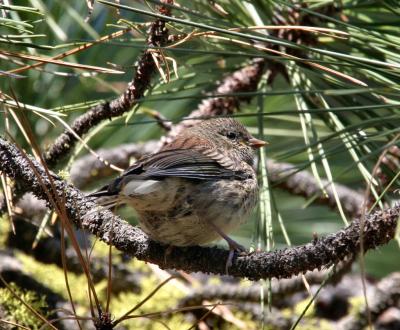 juvenile junco