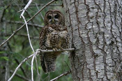 spotted owl Chinook Pass-2