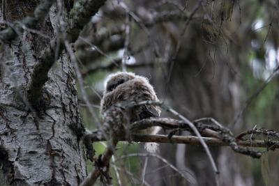 spotted owl baby fuzzball