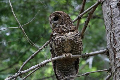 spotted owl Chinook Pass