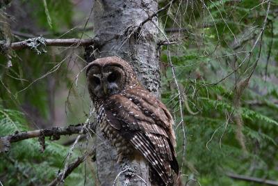 spotted owl perched