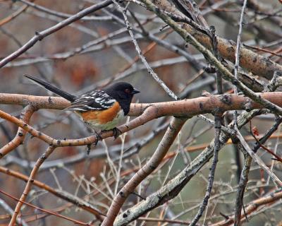 spotted towhee Mud Lake